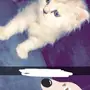 قطه شيرازي.