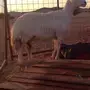 شاه حرية صنف الصنف