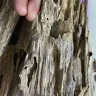 كمبودي وترابي تايلندي ولاوسي وكاوياي