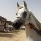 حصان واهو معسوف والبيع شعبي