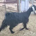 عنز عارضية طيبة بالحيل