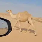 ضروبه طيبه