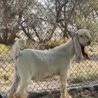 فحل عارضي اصفر