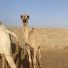 مفروده شقحا باتليه