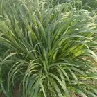 السلام عليكم ورحمه الله وبركاته يوجل لدينا شتلات نيب الفيل