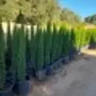 سرو ايطالي رقم واحد وجميع انواع الأشجار