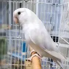 ذكر روز بلد اوبلاين حجم سوبر