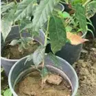 شتلات قهوة للبيع