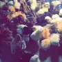 صوص بلدي للبيع