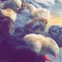 دجاج وسمان للبيع 