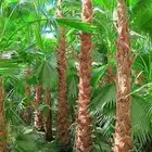 نخل واشنطني زينه امريكي ابو مروحه درجة اولى بجميع المقاسات