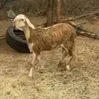 مشروع فحل درماني
