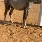 خيل عربي