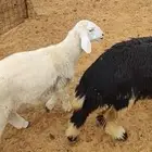 خروف حري طيب للبيع