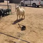 خروف نعيمي