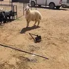 خروف نعيمي طيب وسمين