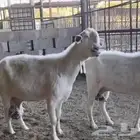 شاميات بيض فاخره
