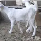 جفرتين شاميات فواخر