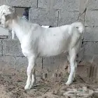 سوري ابيض فاخر