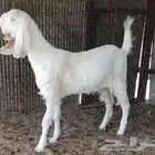 جفره برصاء فاخره