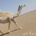 لقحه وضحى مزاين