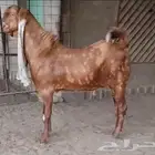 فحل حجازي كاموري فاخر