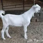 فحل شامي ابيض