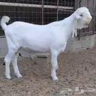 شامي ابيض فاخر