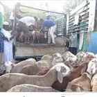 يوجد خرفان سواكني بيع بالفردي جزار محترف يعني تستلم جاهز