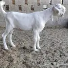 شامي ابيض ابرص فاخر