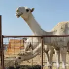 للبيع حقه وضحى