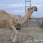 رماني منتج مزاين