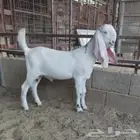 مشروع فحل مطور