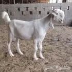 تيس شامي ابيض فاخر