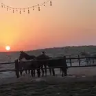 خيول تاجير