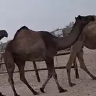 السلام عليكم لحقه البكر الجذعه له بلقاح 9شهور