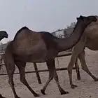 السلام عليكم ورحمة الله لقحه بكر جذعه له 10شهور