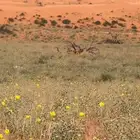 مطلوب رحول مجهم