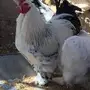 ثلاث اطباق بيض براهما تمير