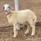 خروف حري للبيع