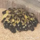 صوص بط مسكوفي - الخرج.