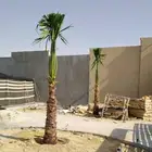 نخيل.للبيع