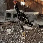 ديك شامو ياباني
