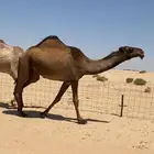 بكره صفرا كفو وطيبه