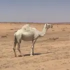 للبيع ضرايب