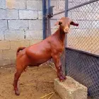 كلهاري تم البيع