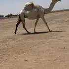 للبيع الضروبه