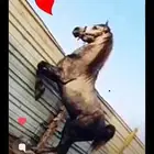 عسف وتعديل سلوك الخيل وتعليم التربيع وتقويس الرقبه والخطوه