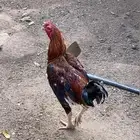ديك باكستاني