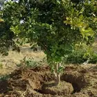 يوجد لدينا حمضيات برتقال يوسف فندي تين كمثرا ليمون عنب